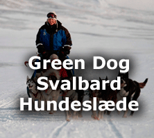 Hundeslæde, Svalbard, Greendog